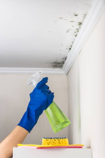 Certified Mold Removal in Gap, PA